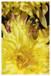 Chrysanthemum_Bee2_b8751