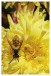Chrysanthemum_Bee2_b8752