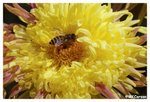 Chrysanthemum_Bee_b8744