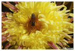 Chrysanthemum_Bee_b8745