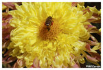 Chrysanthemum_Bee_b8746