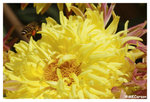 Chrysanthemum_Bee_b8747