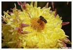 Chrysanthemum_Bee_b8750
