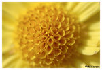Chrysanthemum_b8734