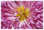 Chrysanthemum_b8742