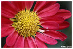 Chrysanthemum_b8755
