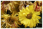 Chrysanthemum_b8758