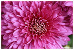 Chrysanthemum_b8759