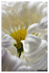 Chrysanthemum_b8763