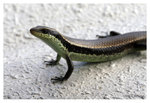Eumeces_0259