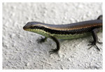 Eumeces_0263