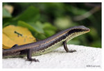 Eumeces_0266