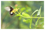 Butterfly_8269