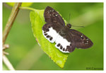 Butterfly_8272