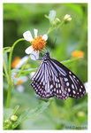 Butterfly_8292