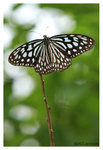 Butterfly_8300
