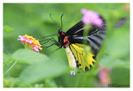 Butterfly_8313