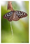 Butterfly_8316
