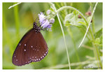 Butterfly_8342