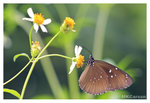 Butterfly_8350