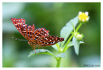 Butterfly_BrokenWing_8282