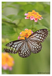 Butterfly_BrokenWing_8326