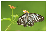 Butterfly_BrokenWing_8332