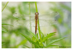 Dragonfly_8278