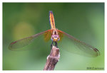 Dragonfly_8371
