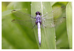 Dragonfly_8384