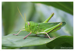 Grasshopper_8294
