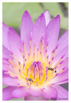 Bee_2446
