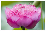 Bee_2460