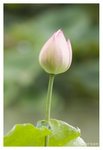 Blossom_2472