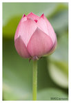 Lotus_2356