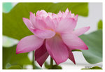 Lotus_2363