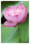 Lotus_2366