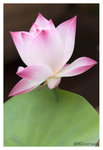 Lotus_2372