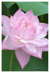 Lotus_2375