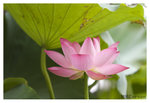 Lotus_2379