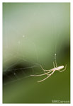 Spider_2380