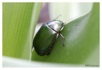 Bug_7363