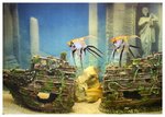 fishtank