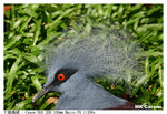 Birdhead_6497