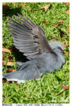 Birdhead_6499