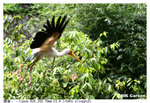 Foolbird1_6469