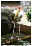 Foolbird2_6523