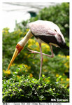 Foolbird3_6528