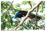 Peacock_6426