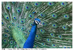 Peacock_6484